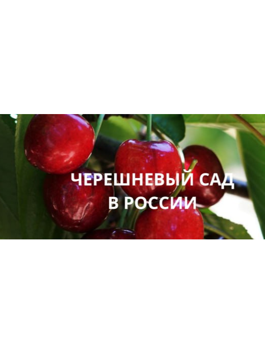 Компактное мини-дерево черешни для выращивания дома