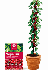 Домашние деревья — семена для посадки дома, купить с доставкой