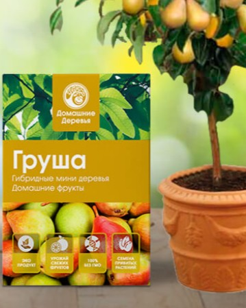Груша дома выращивание в горшке фото