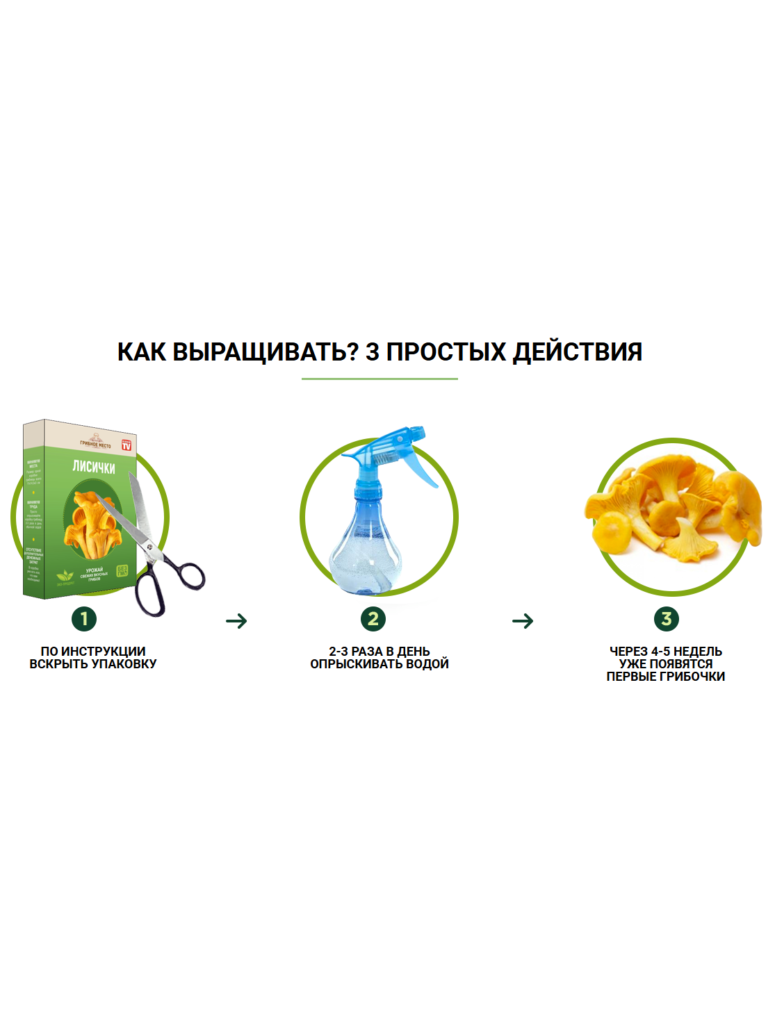 Грибница домашних условиях, домашние грибы