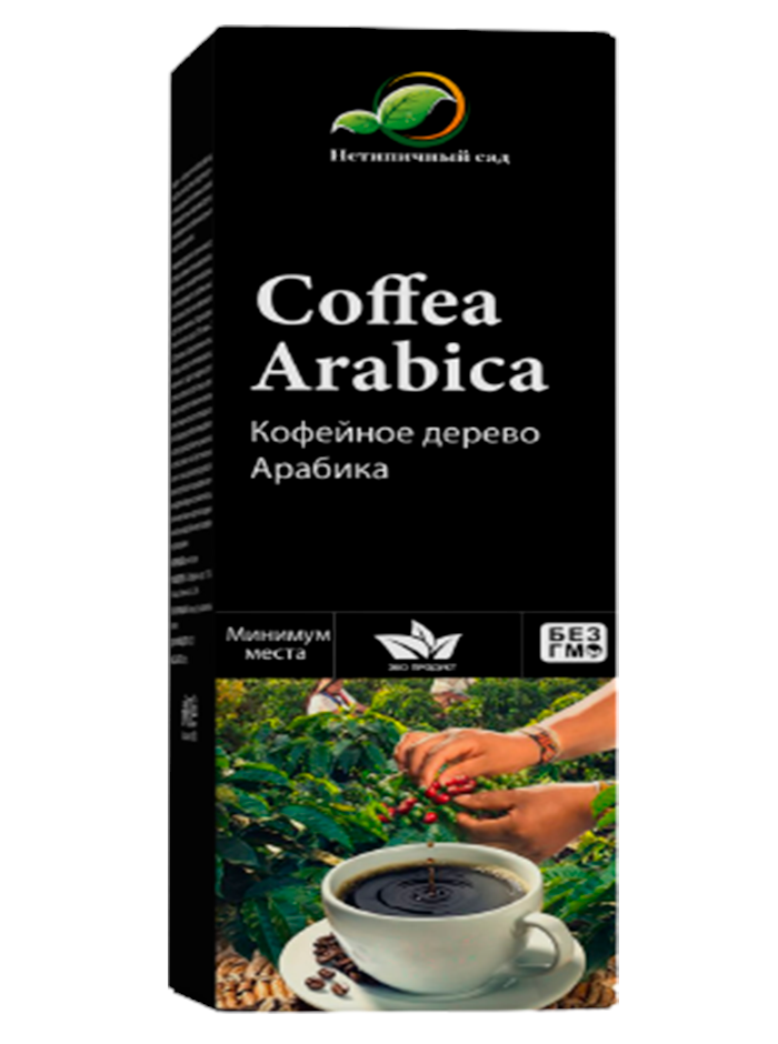 Кофейное дерево Coffea Arabica — семена для посадки дома