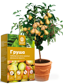 Купить гибридное дерево Fruit Tree апельсин киви груша