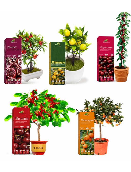 Гибридные плодовые деревья Fruit Tree каталог