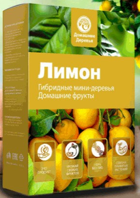 Гибридный гранат Fruit Tree комнатное дерево саженец
