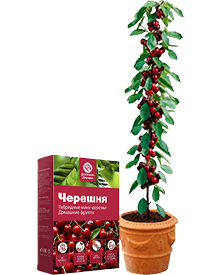 Гибридный лимон Fruit Tree домашнее дерево интерьер