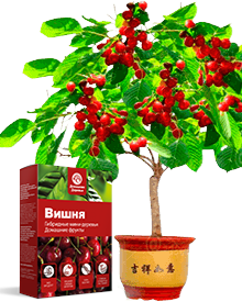 Гибридная груша Fruit Tree выращивание в горшке