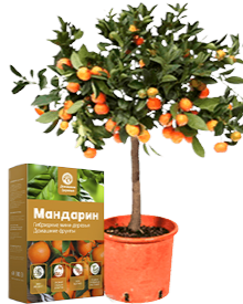 Гибридное дерево персик Fruit Tree для дома