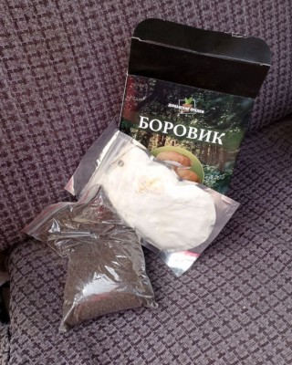 Отзыв семена грибов для выращивания — купить набор Боровик