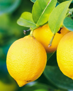 Гибридные мини-деревья Minitrees Lemon — семена для посадки