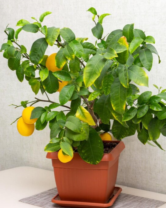 Лучшие семена Minitrees Lemon для мини-деревьев с доставкой