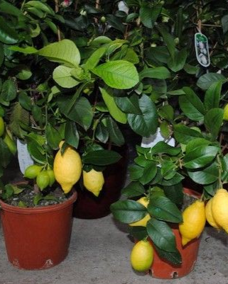 Магазин семян — гибридные мини-деревья Minitrees Lemon для посадки