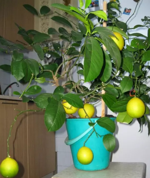 Купить Minitrees Lemon дерево лимона для дома