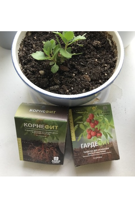  Корнефит + Гардефит - Отзыв